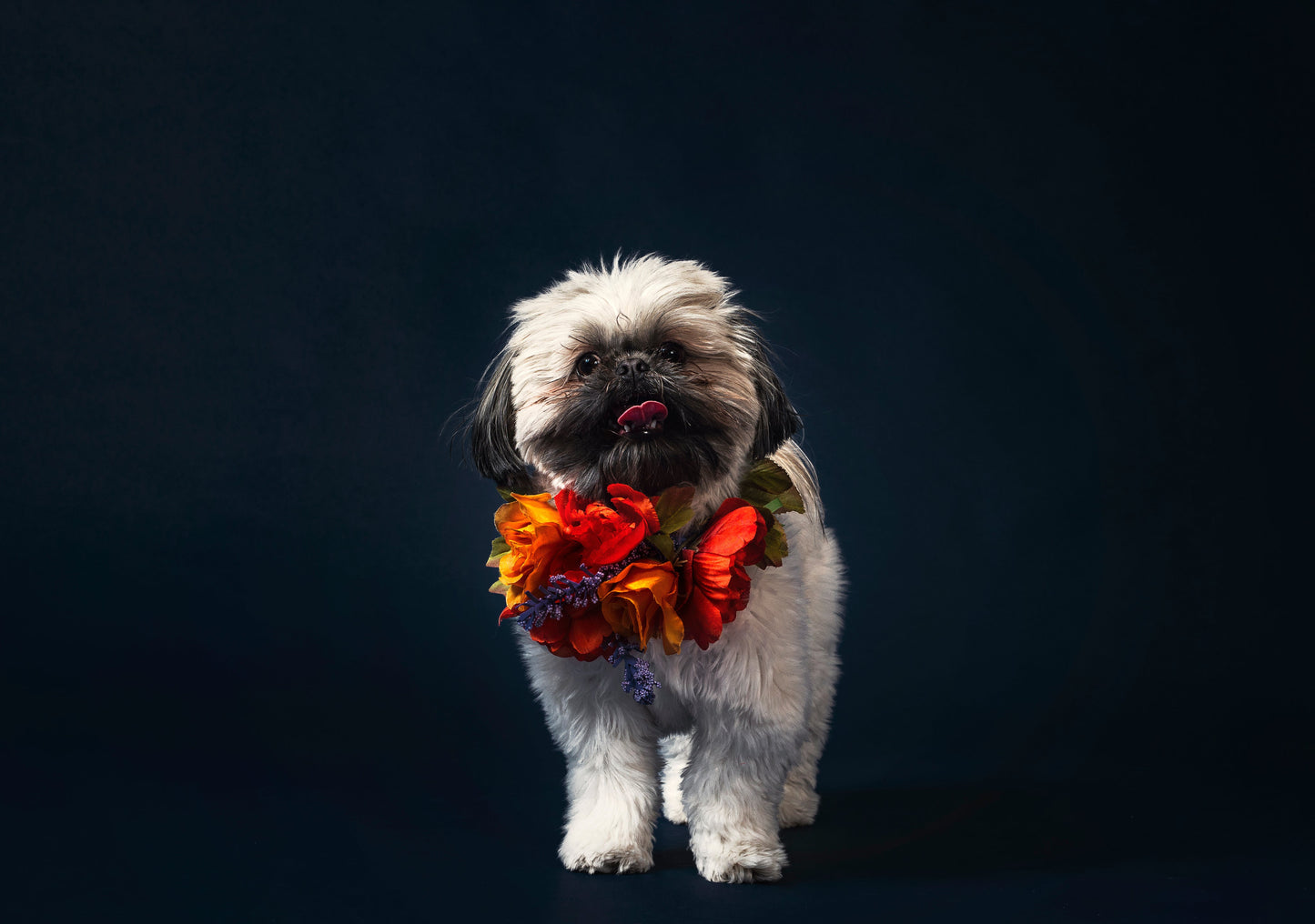 Dog Harness
